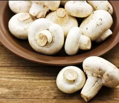 agaricus bisporus benefits