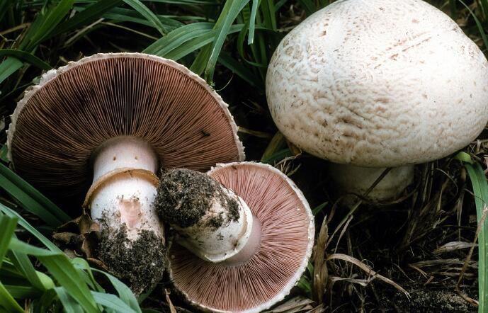 agaricus bisporus application