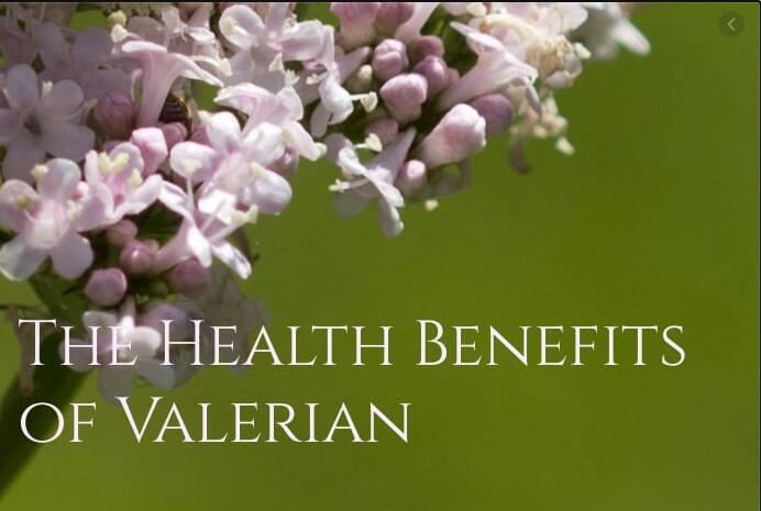 valerian root benefits