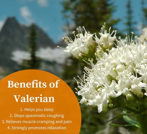 valerian benefits