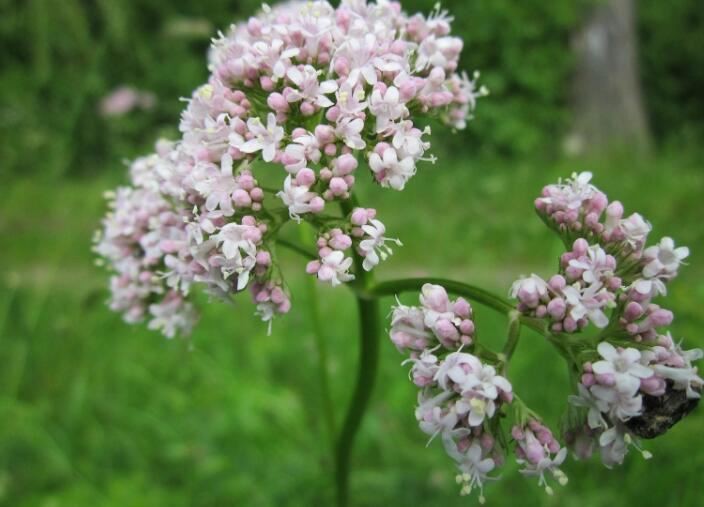 valerian extract benefits