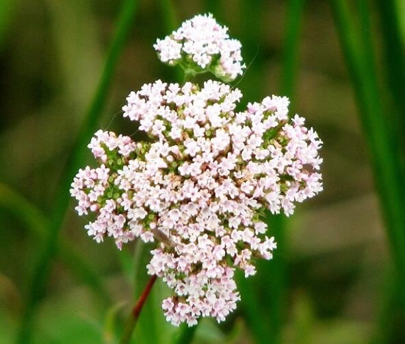 Valeriana Officinalis Benefits