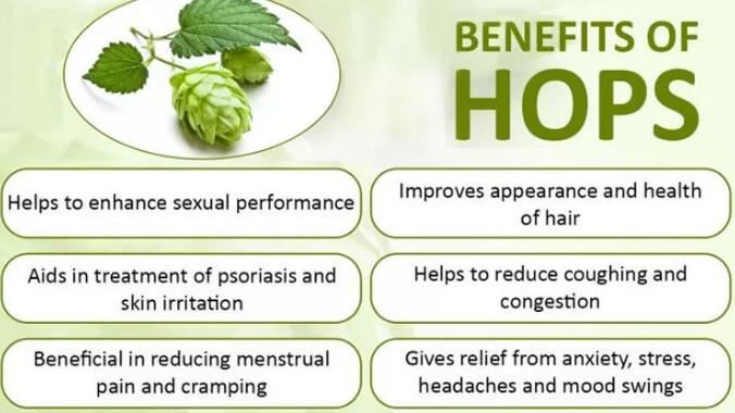 hops powder benefits