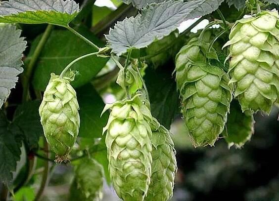 hops flower benefits