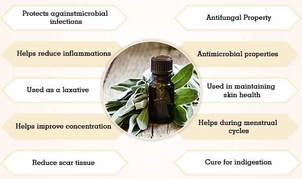 Sage Extract Benefits