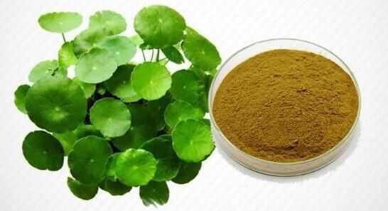 extract centella asiatica