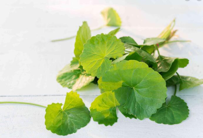 Gotu Kola Centella Asiatica benefits