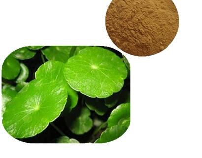 gotu kola leaf powder