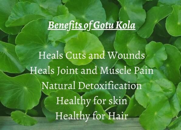 gotu kola benefits