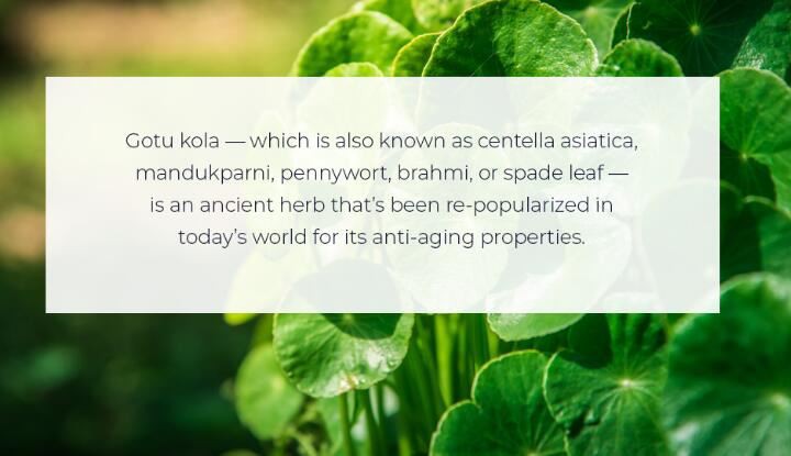 gotu kola leaf benefits