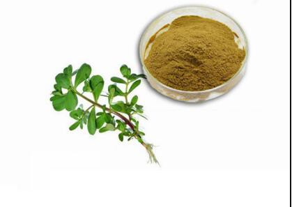 portulaca oleracea purslane extract