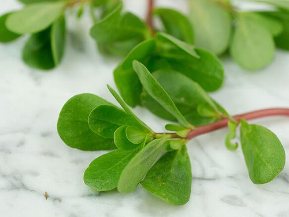 Purslane Powder Skin Benefits