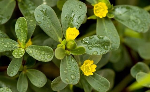 Purslane Skin Benefits