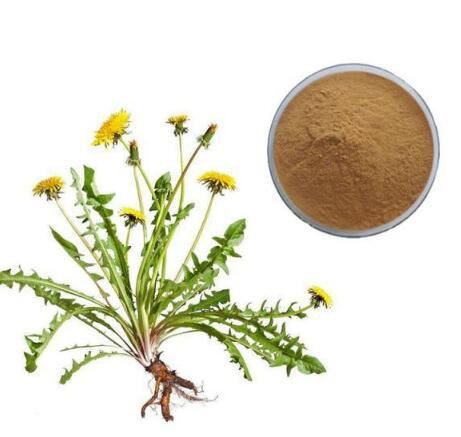 organic dandelion root powder