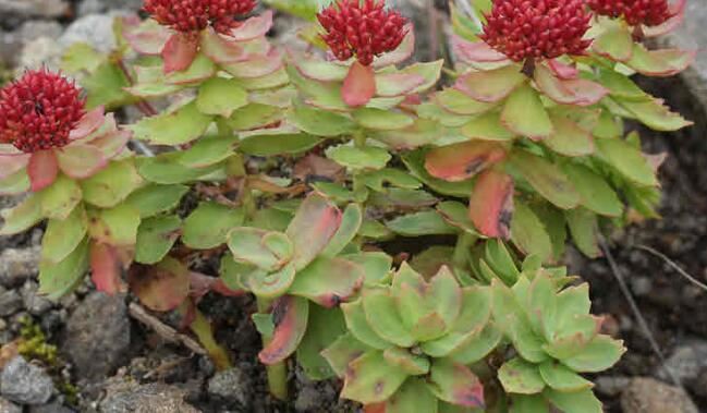 rhodiola rosea root benefits