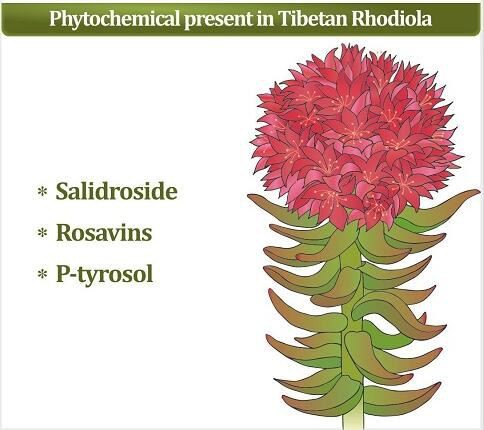 Rhodiola Root benefits