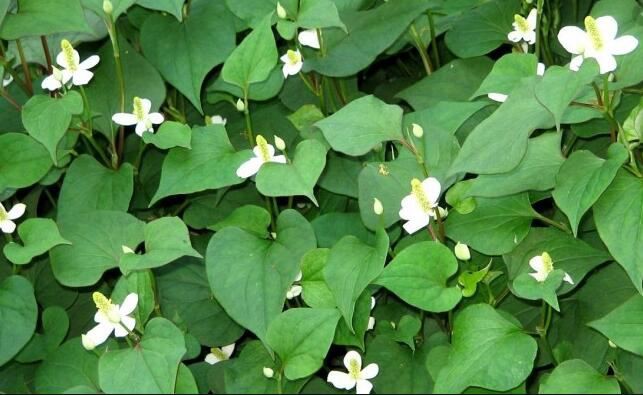 Houttuynia Cordata skin benefits