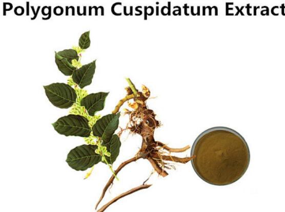 polygonum cuspidatum extract powder