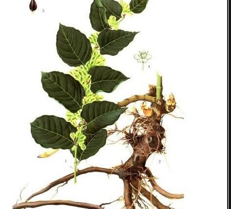 polygonum cuspidatum benefits