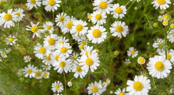 chamomile powder skin benefits