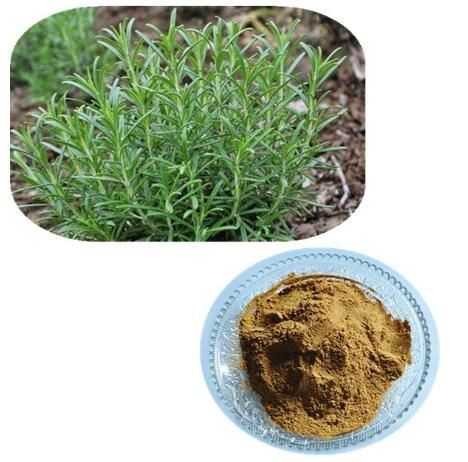 rosemary leaf powder