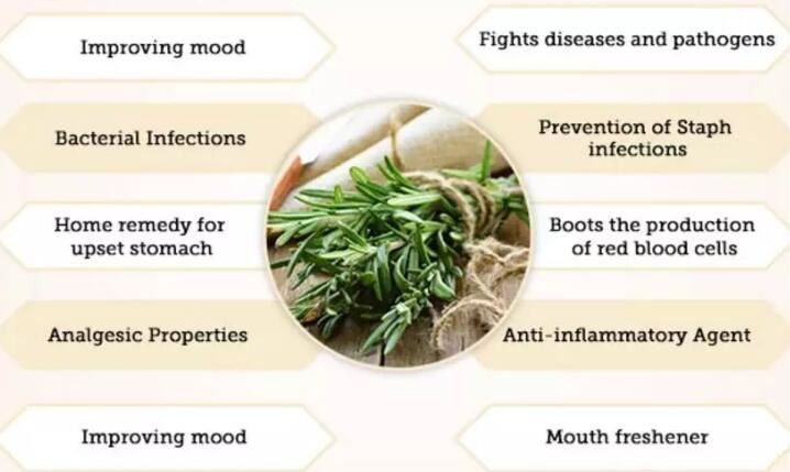 Rosemary Benefits