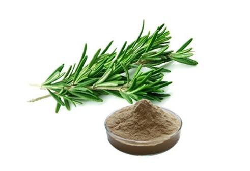 rosmarinus officinalis extract