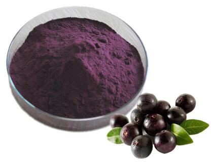 Acai Powder Bulk