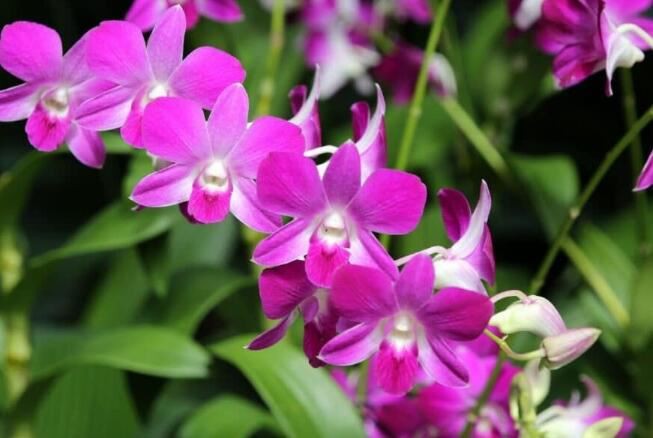 dendrobium uses