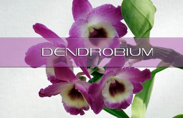 dendrobium benefits