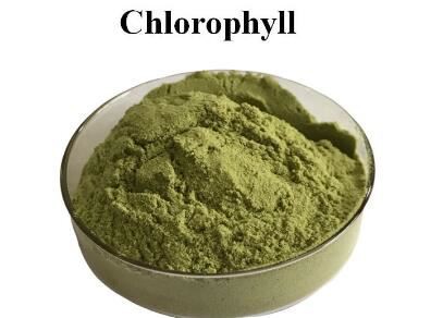 chlorophyll powder uk