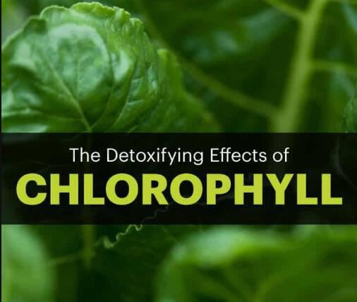 Bulk Chlorophyll Benefits