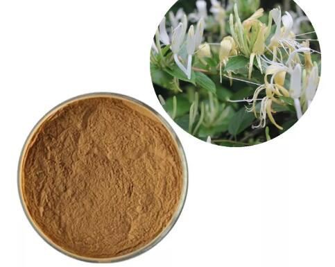 lonicera caprifolium (honeysuckle) flower extract