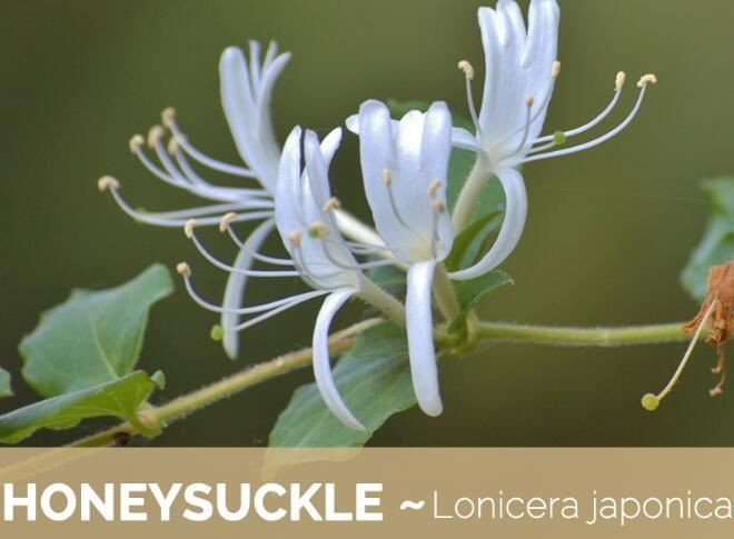 honeysuckle flower benefits