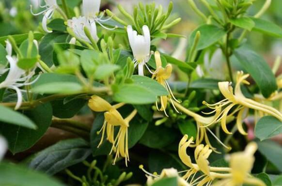 Lonicera Japonica benefits