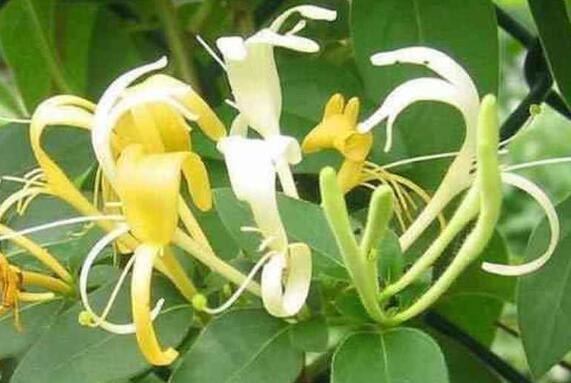 Honeysuckle Benefits