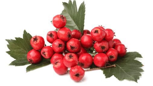 Hawthorn Berry Benefits