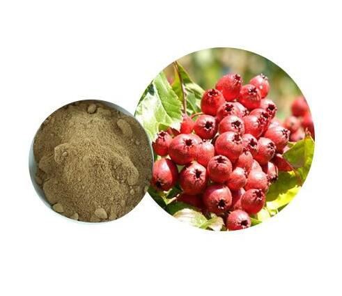 hawthorn berry powder bulk