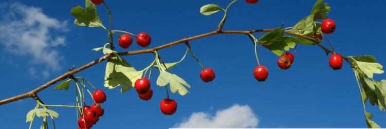 hawthorn berry extract powder benefits