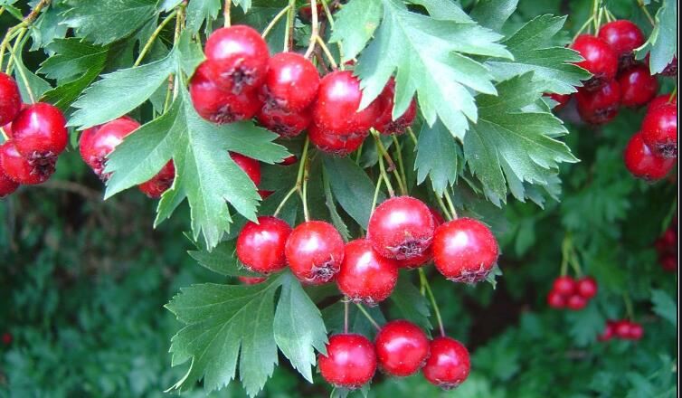 hawthorn berry uses