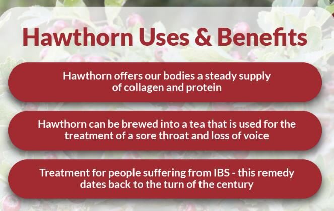 hawthorn extract benefits