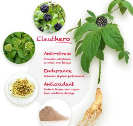 Eleuthero Root Benefits