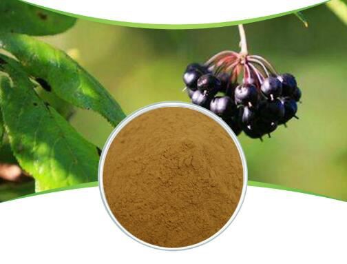 eleuthero powder