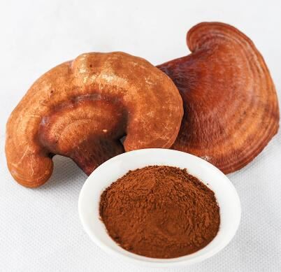 pure ganoderma extract