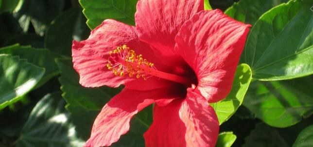 Hibiscus Benefits