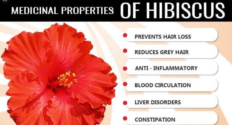 hibiscus sabdariffa extract benefits