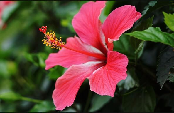 hibiscus powder benefits