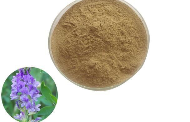 alfalfa extract powder