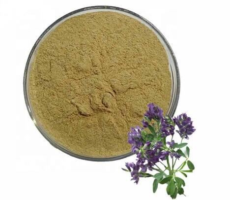 alfalfa herb powder