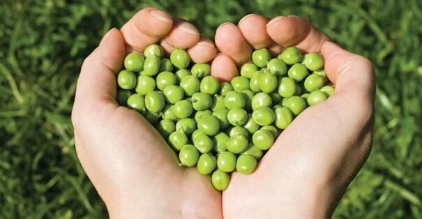 organic pea protein powder benefits